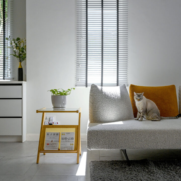 cat on sofa living room